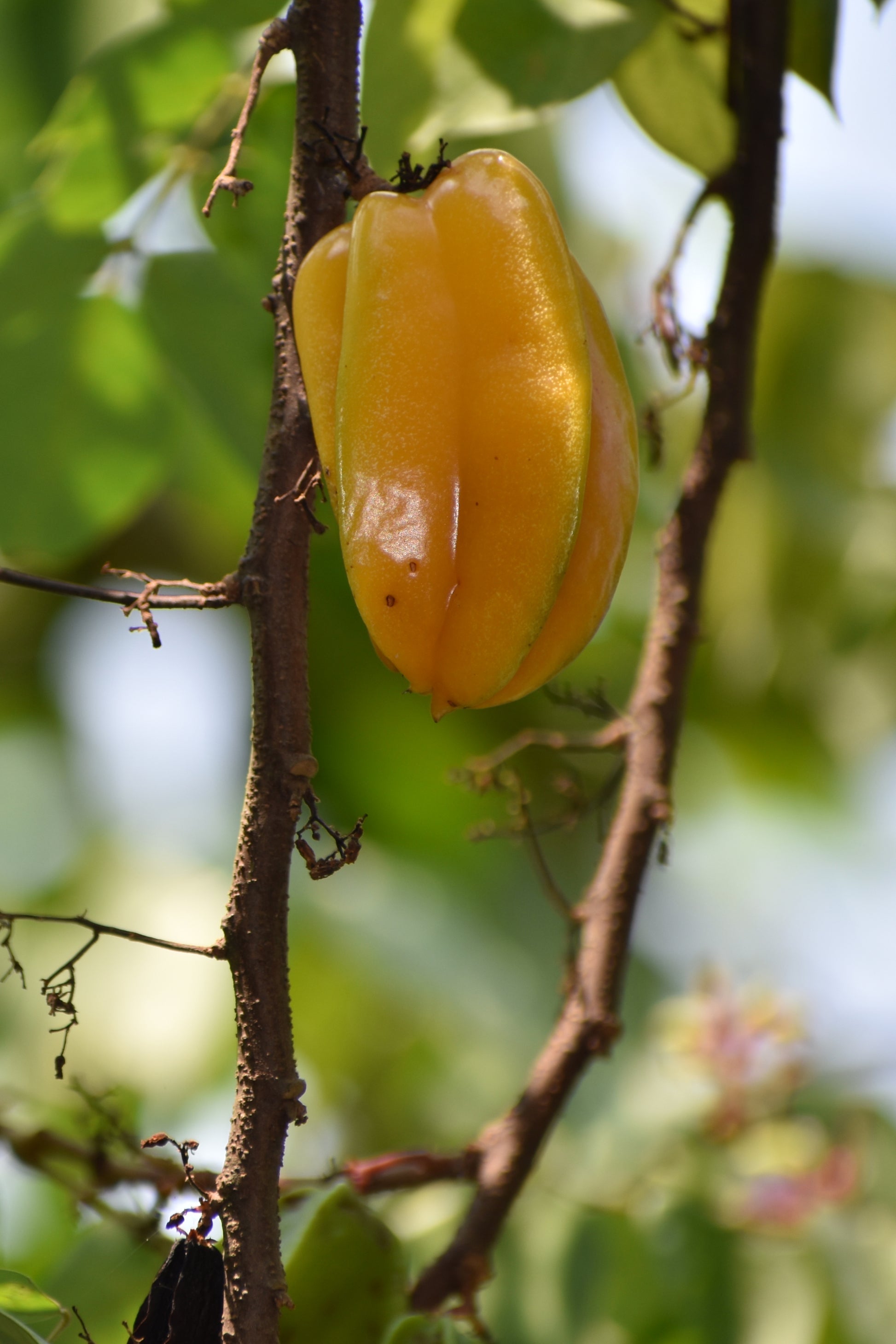 Best Carambola in uk