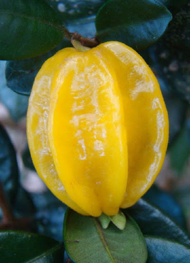 Best Pitangatuba Fruit