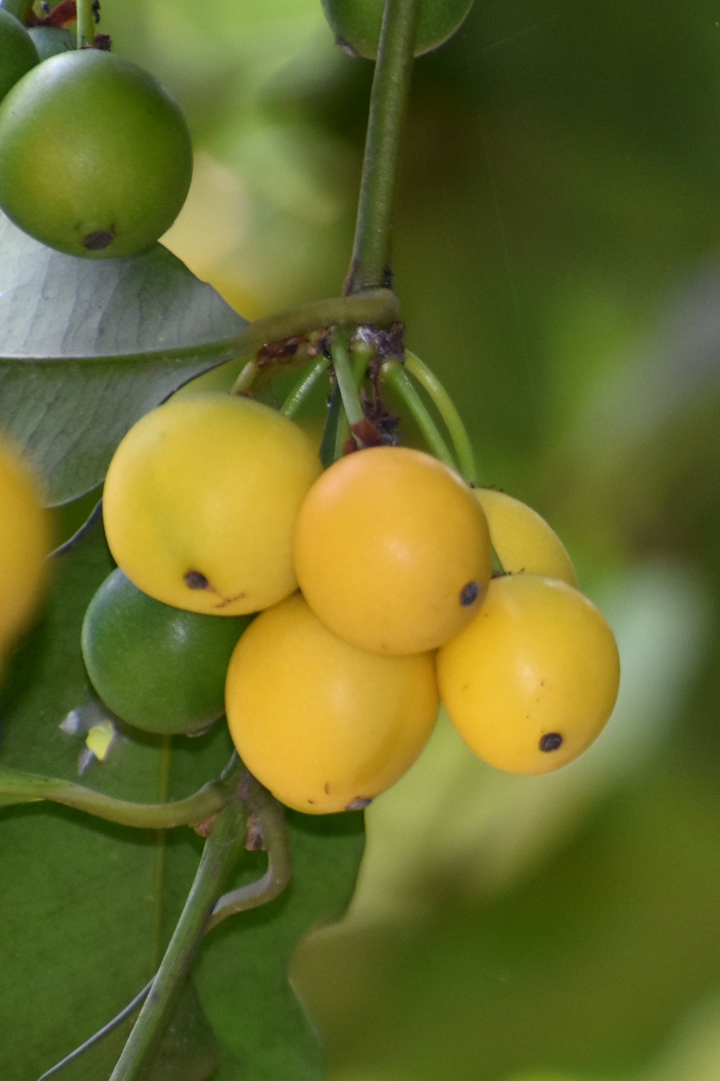 Best Cherry Mangosteen