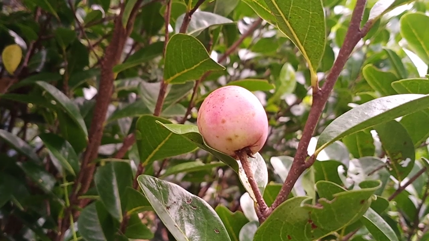 Best Cocoplum Fruit