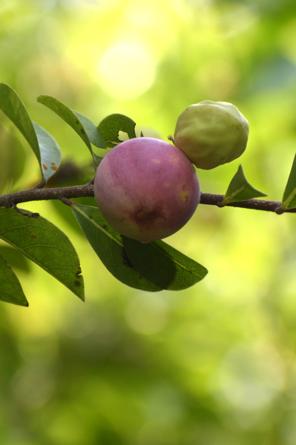 Cocoplum Fruit