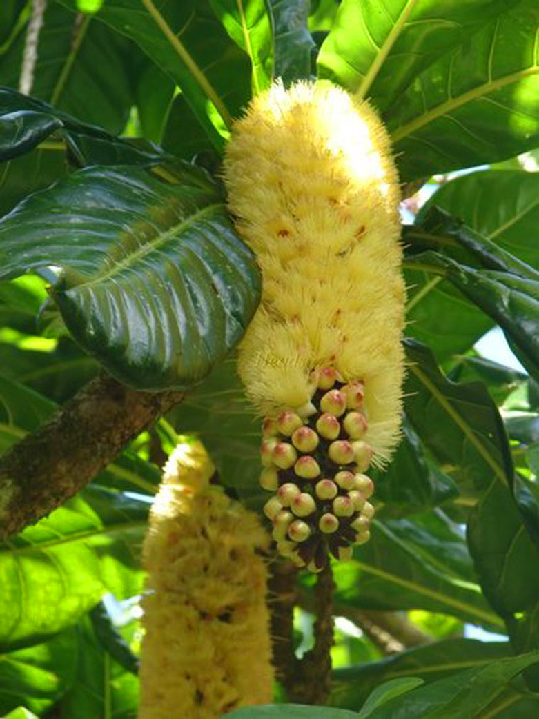 Lebende Pflanzen aus geschnittenen Nüssen (Barringtonia Edulis)