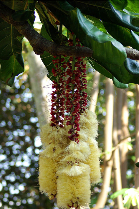 Cut Nut Plants in uk