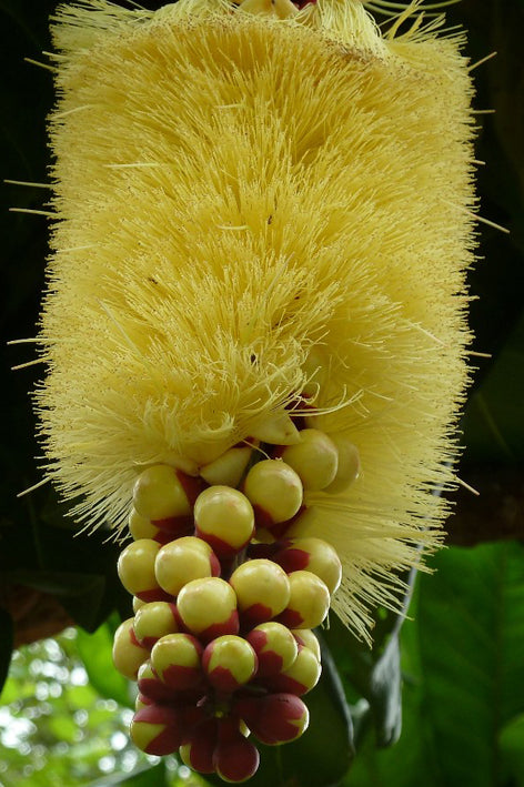 Lebende Pflanzen aus geschnittenen Nüssen (Barringtonia Edulis)