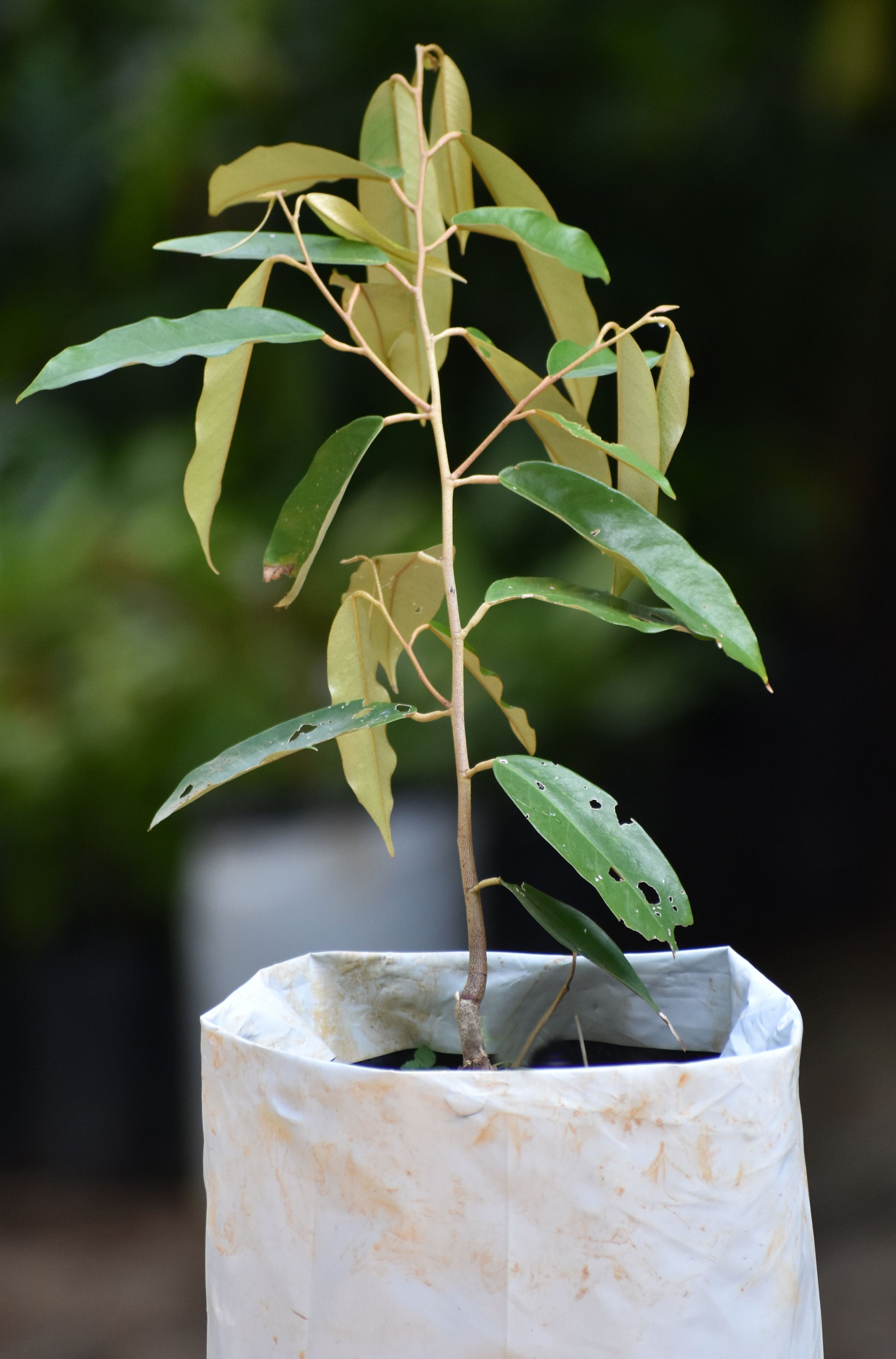 Durian Plants