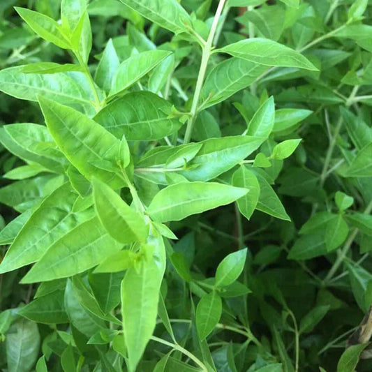 Henna Plant