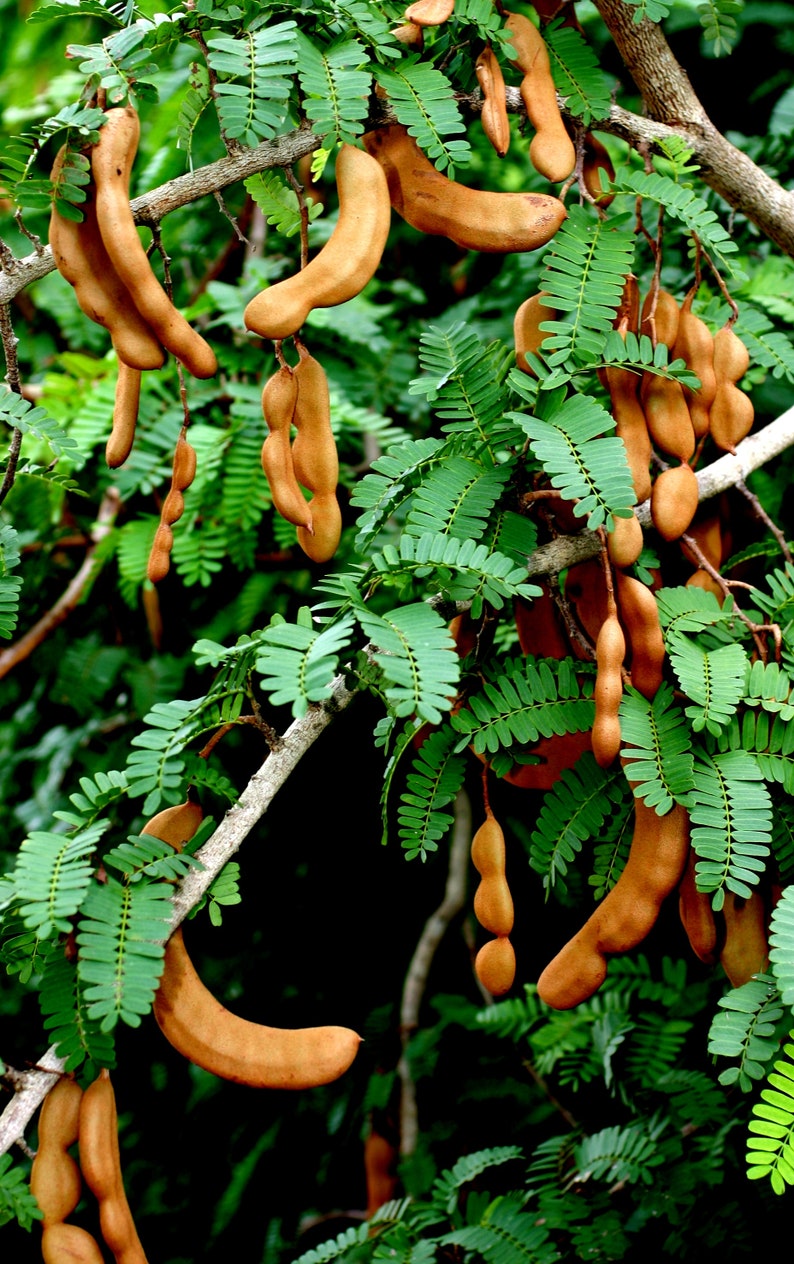 Tamarind Rtree Tamarind Tree | Imli Plant | Tamarindus indica | HappiestPlants