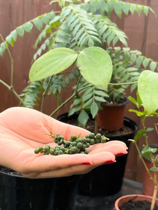 Bush / Dwarf Black Pepper Plant