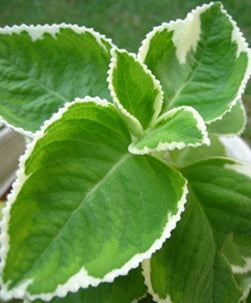 Variegated Mexican Mint