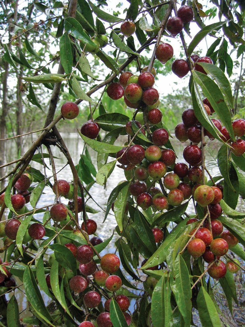 Best Camu Camu Live Plants