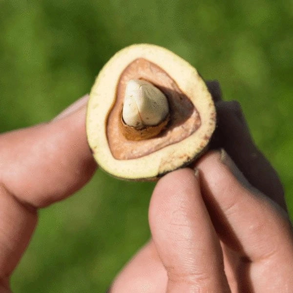 Cut Nut Live Plants (Barringtonia Edulis)