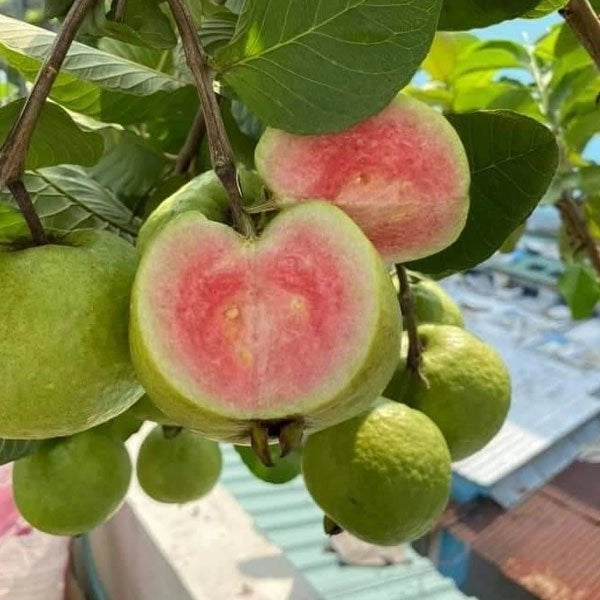 Best Guava Plants