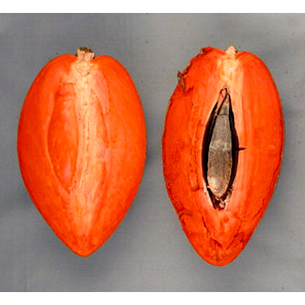 Best Mamey Sapote in uk