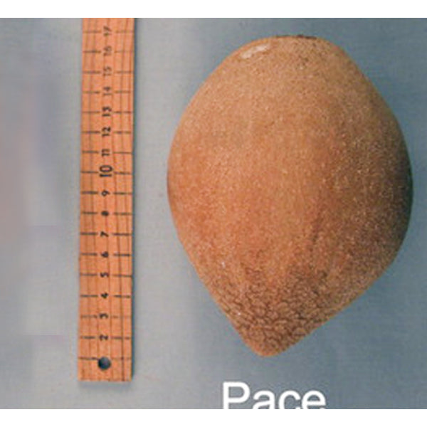 Mamey Sapote Live Plants (Pouteria Sapota)