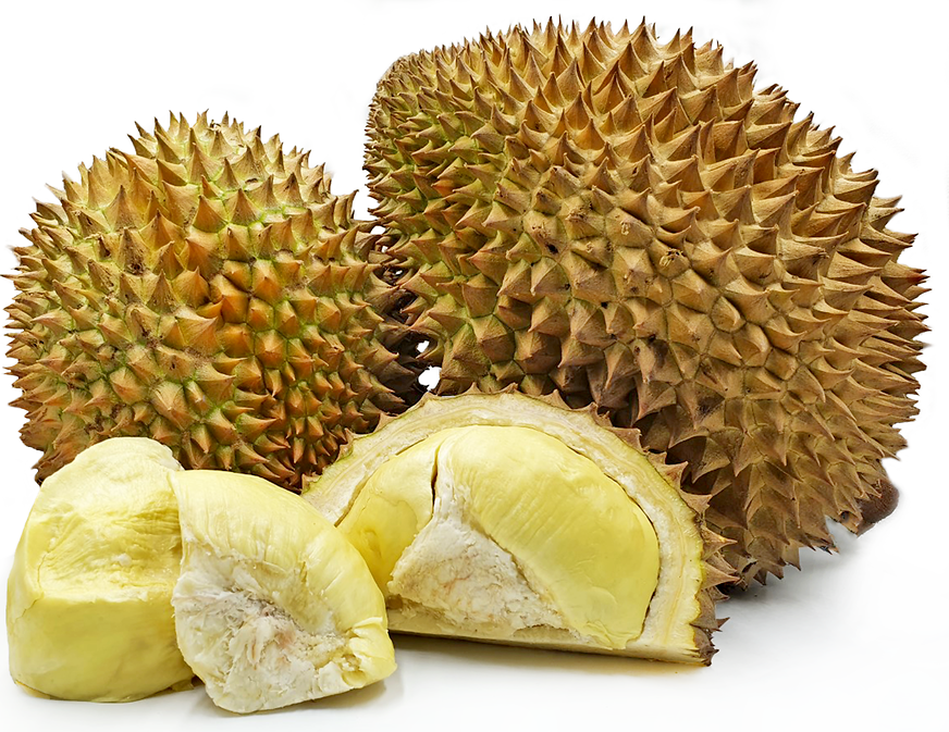 Best Durian Live Plants