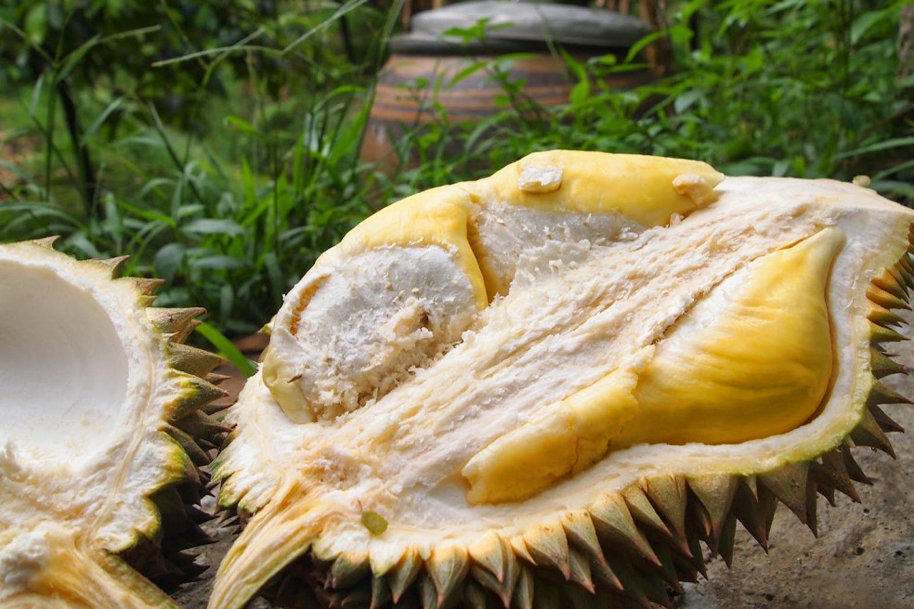 Durian Live Plants