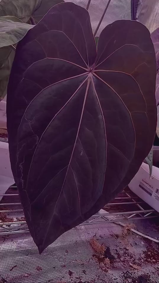 Anthurium Papillilaminum x AOS X Dressleri RG F2 x Carlablackiae