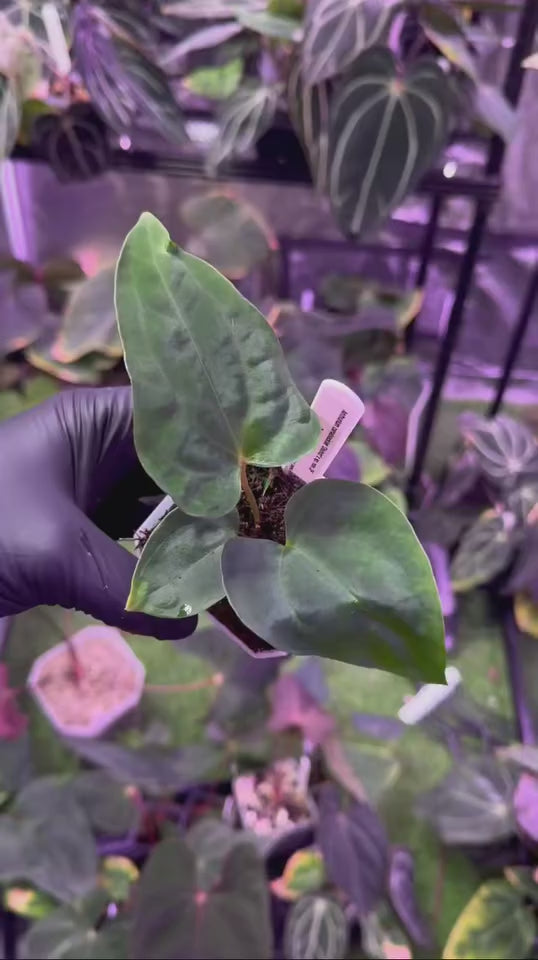 Anthurium Carlablackiae District x Sp Nov DF – HappiestPlants