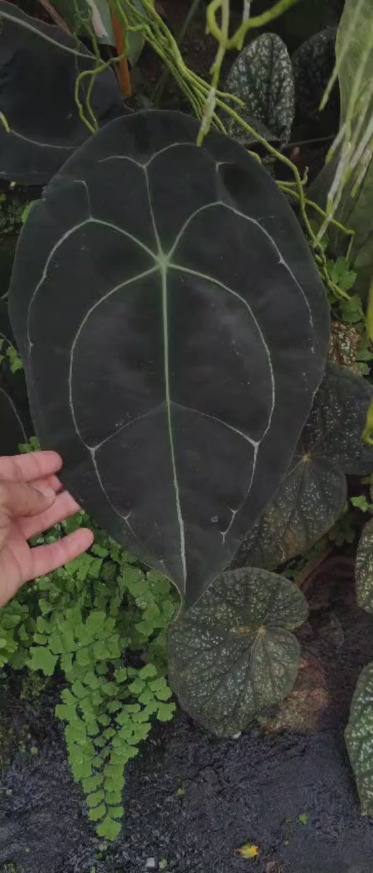 Anthurium Forgetii DF x Carlablackiae