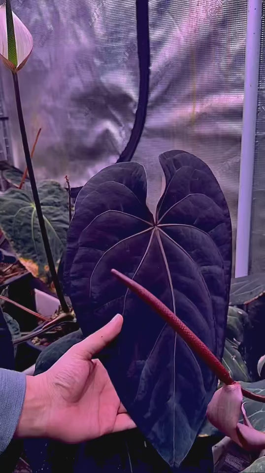 Anthurium Tezula AOS Var x Papillilaminum X Dressleri RG F2 x