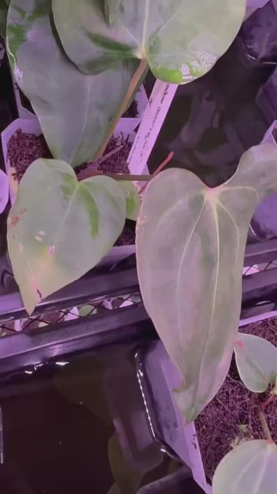 Anthurium Carlablackiae District x Sp Nov DF – HappiestPlants