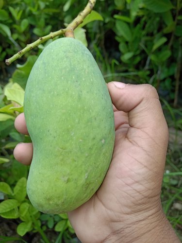 All Other Mango Live Plants (Mangifera indica)