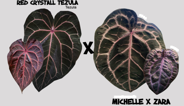 Anthurium Red Crystal (Tezula) X Michelle x Zara (Doc Block)