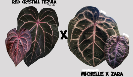 Anthurium Red Crystal (Tezula) X Michelle x Zara (Doc Block)