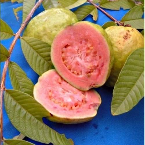 Cutting Guava Live Plants