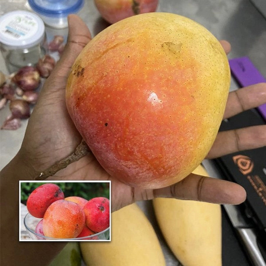 All Other Mango Live Plants (Mangifera indica)