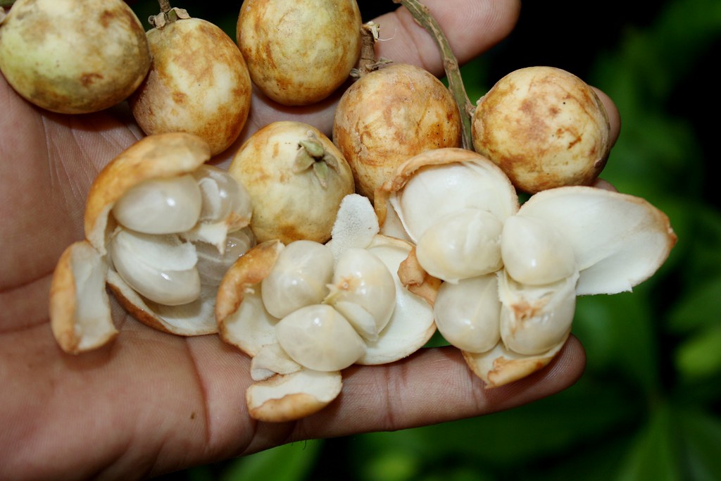 White Rambai Live Plants in uk