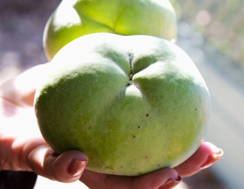 Best White Sapote