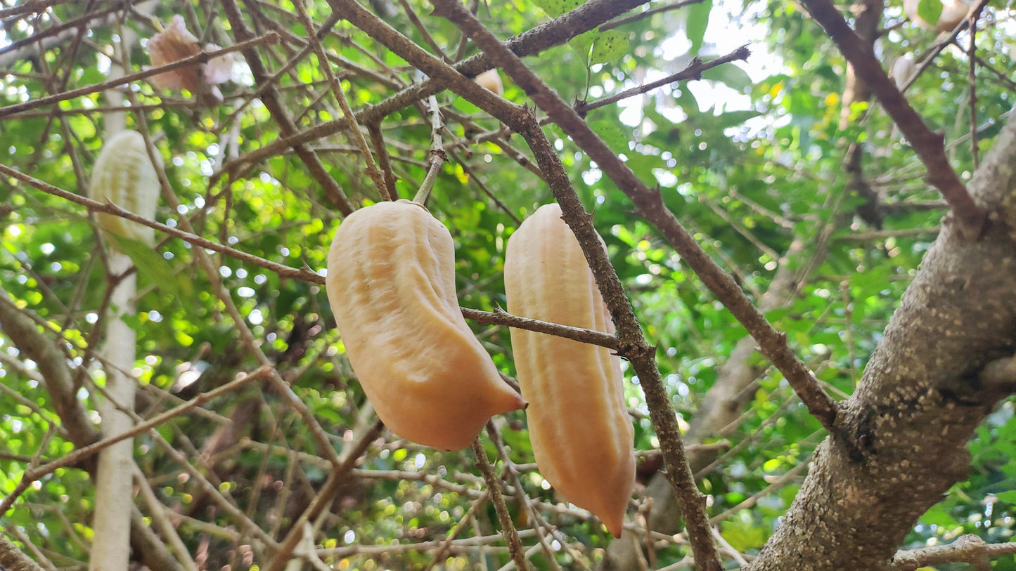 Parmentiera Cereifera