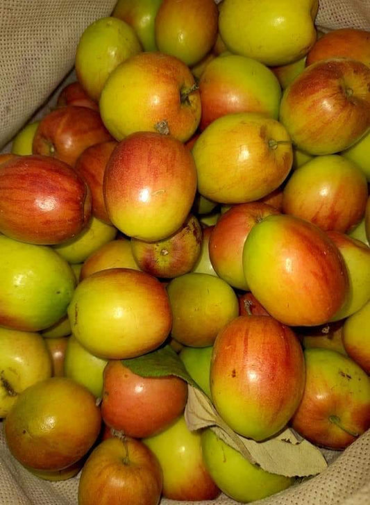 Ber Apple Red Live Plants