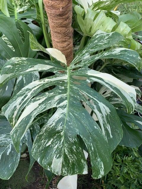 Monstera Deliciosa - Albo Variegata Collection