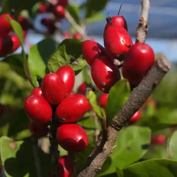 Miracle Fruit Live Plants in uk