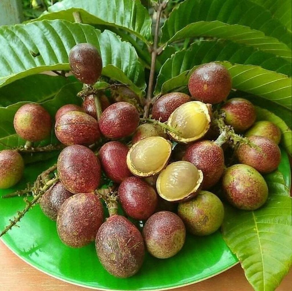 Purple Matoa Live Plants