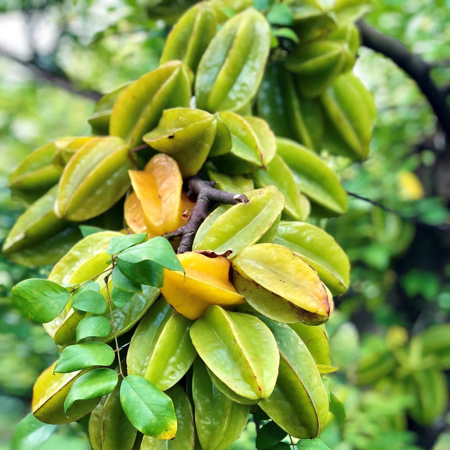 Averrhoa Carambola