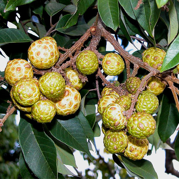 Alupag Live Plants