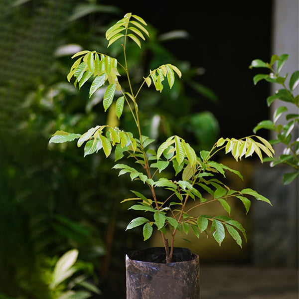 Alupag Plants