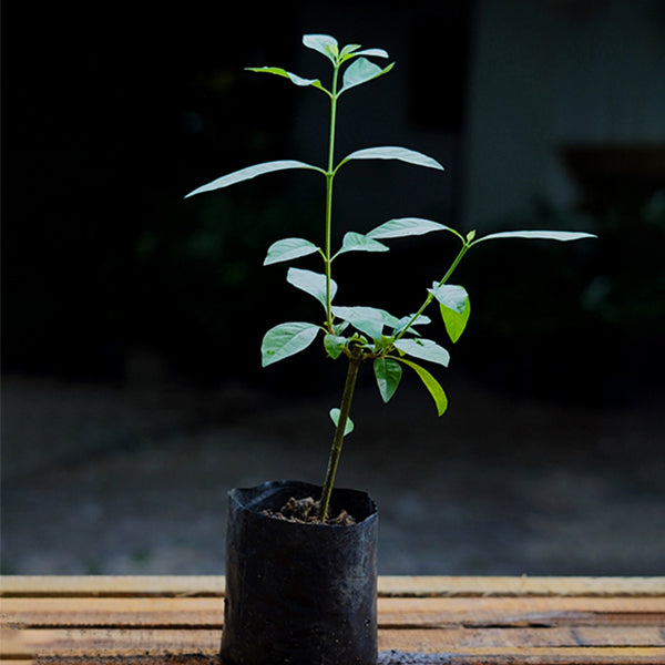 Black Berry Jam Fruit Live Plants (Randia Formosa)