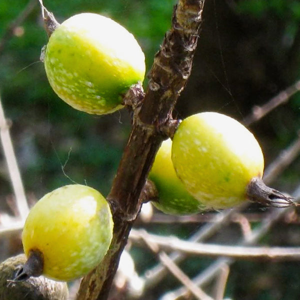 Black Berry Jam Fruit Live Plants (Randia Formosa)