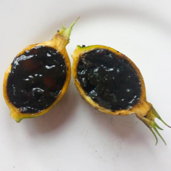 Black Berry Jam Fruit Live Plants (Randia Formosa)