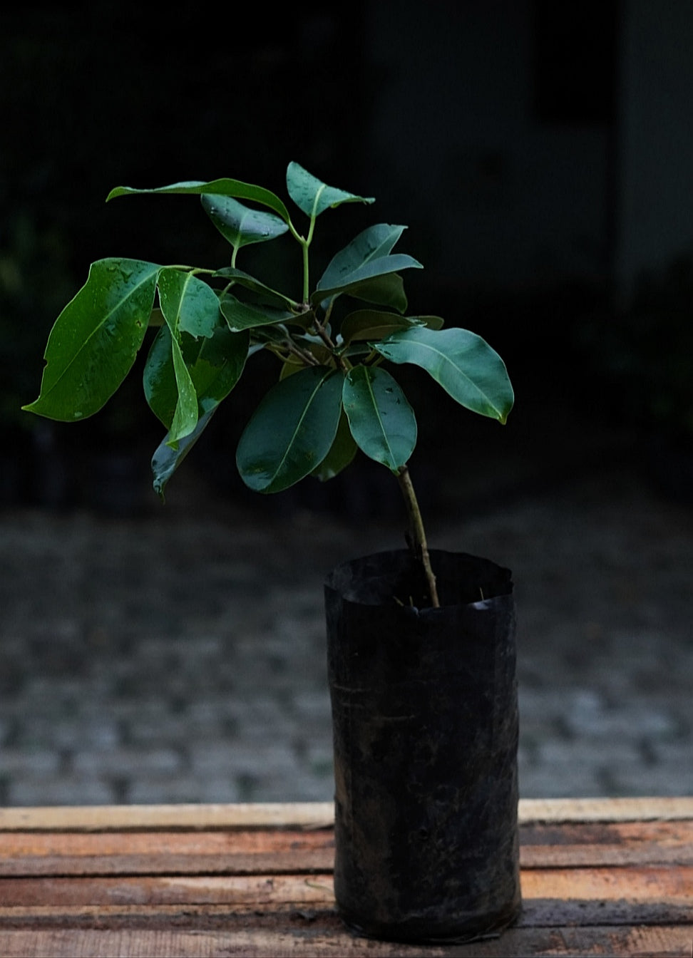 Black Jamun Plants