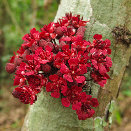 Cacaui Live Plants