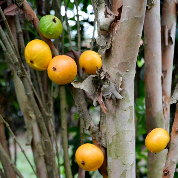Cambuca Live Plants - Nature's Finest for Your Home Oasis