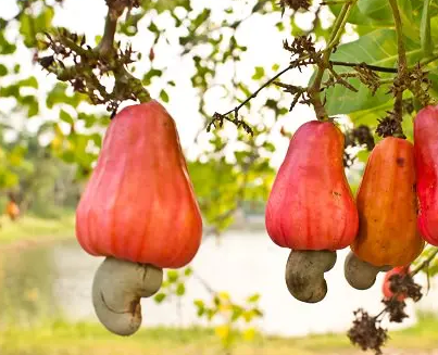 Best Cashewnut Live Plants