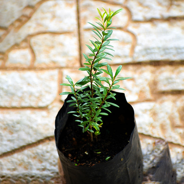 Cerejinha De Mattos Plants