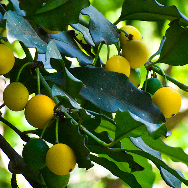 Garcinia Intermedia