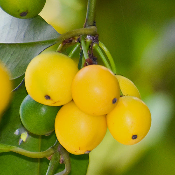 Cherry Mangosteen Live Plants in uk